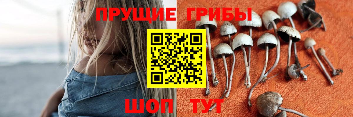 Псилоцибиновые грибы Cubensis  Вход с VPN  наркошоп  Галлюциногенные грибы мухоморы  Ставрополь 
